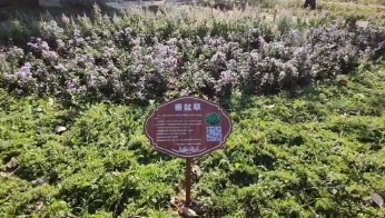 疗愈花园 | 让植物治愈心灵