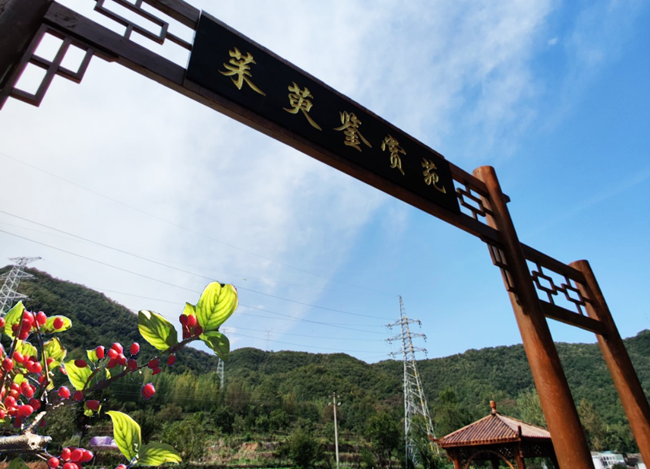 山茱萸药食同源，撑起富民一片天，市场未来可期